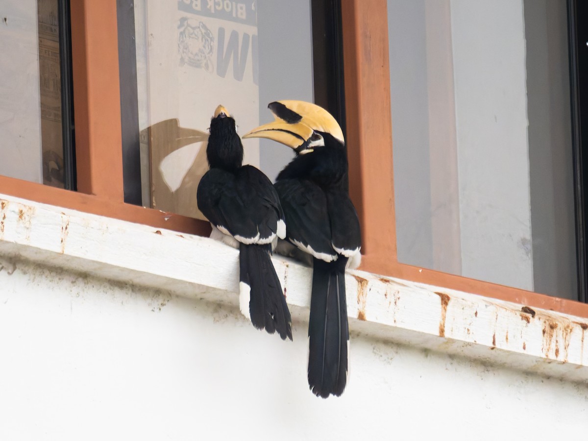 Oriental Pied-Hornbill - ML622107265