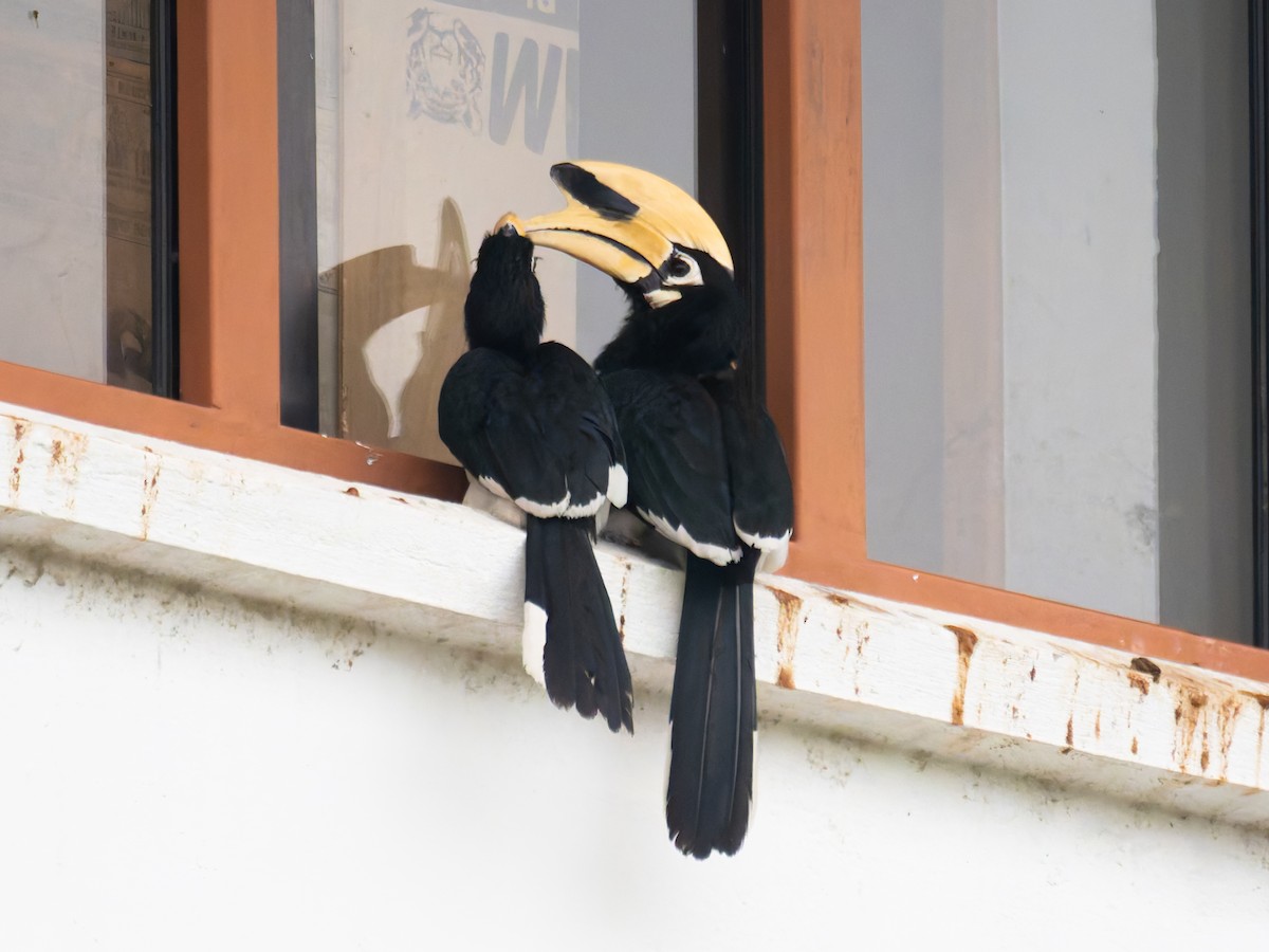 Oriental Pied-Hornbill - ML622107266