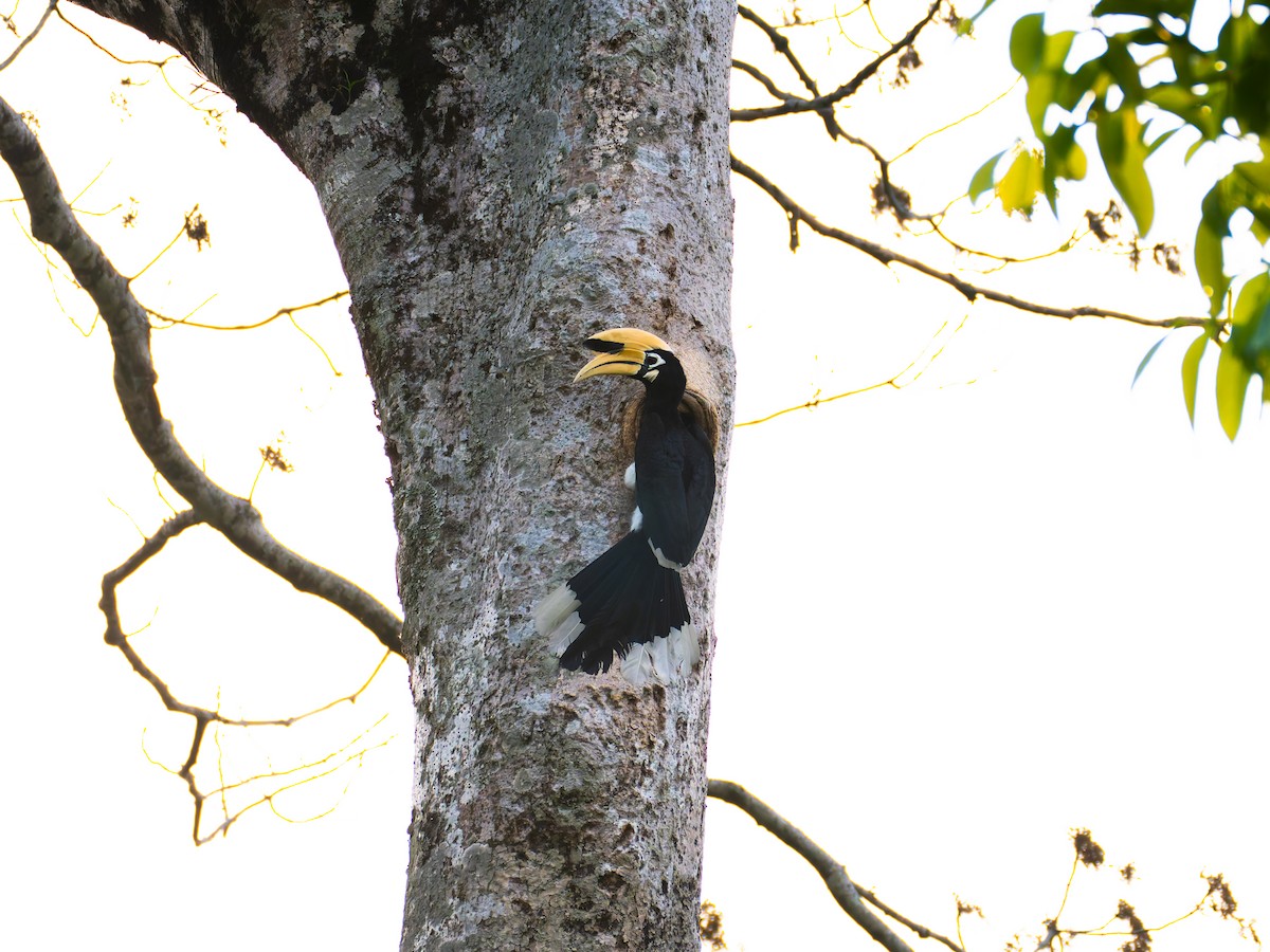 Oriental Pied-Hornbill - ML622107267