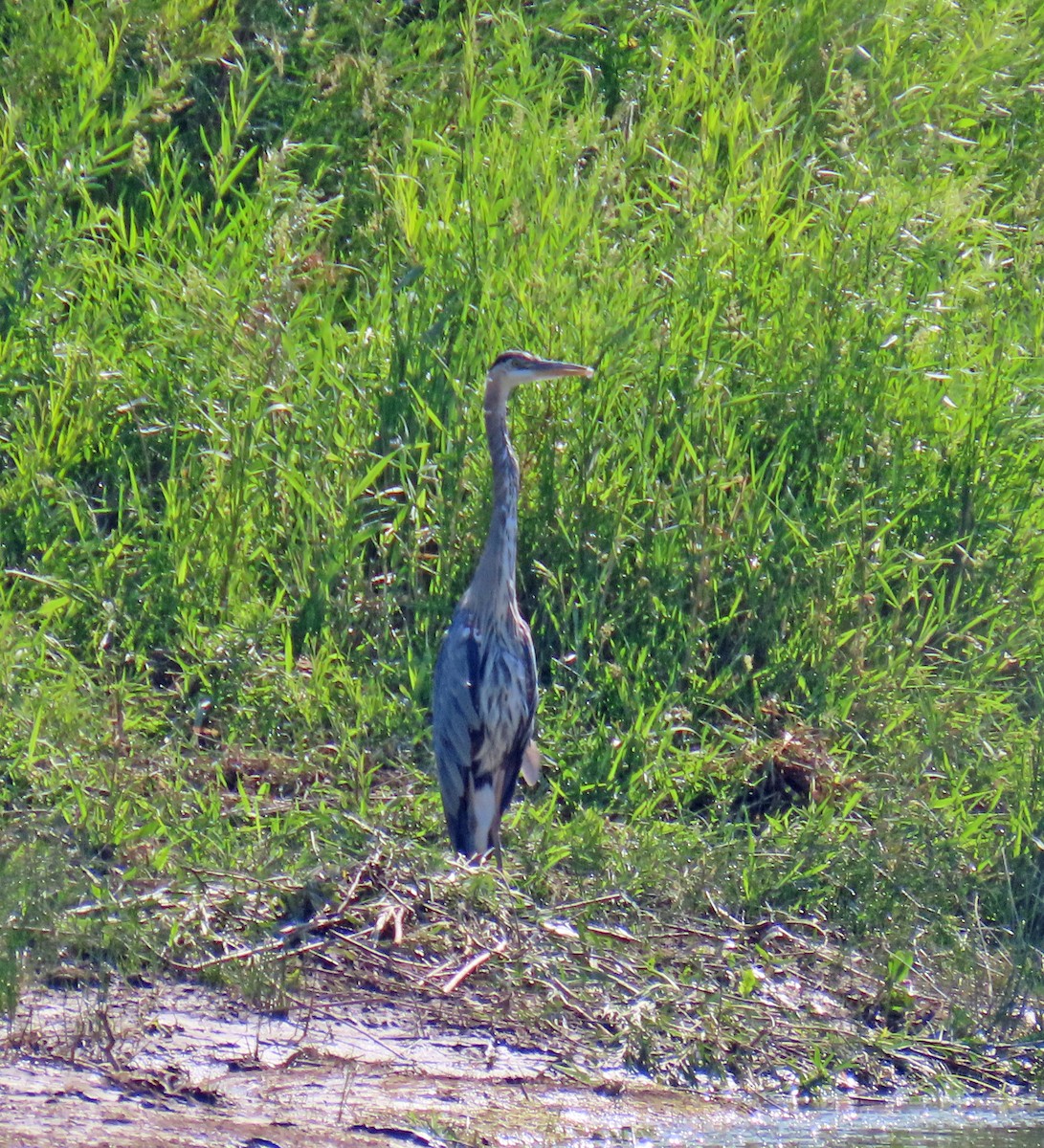 Great Blue Heron - ML622107268