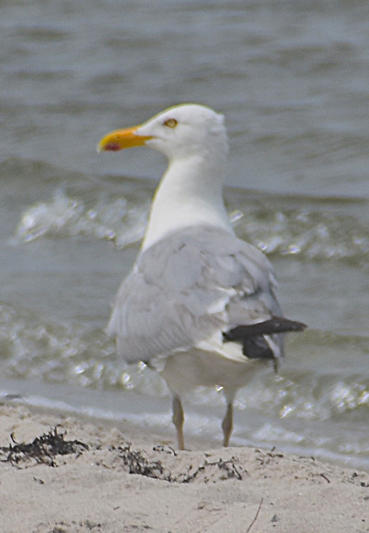 Herring Gull - ML622107269