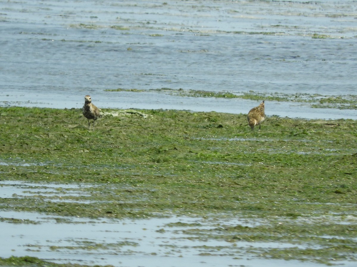 Pacific Golden-Plover - ML622107290