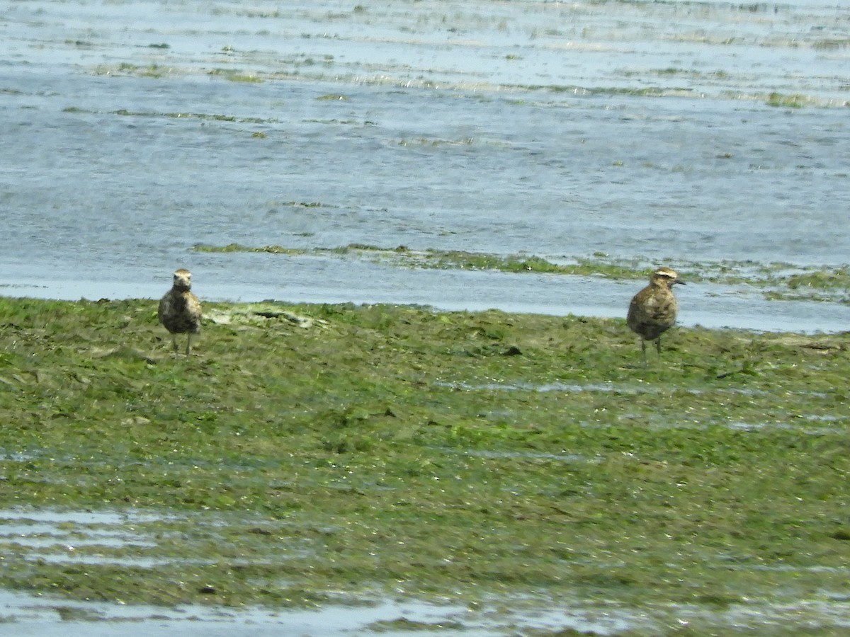 Pacific Golden-Plover - ML622107292