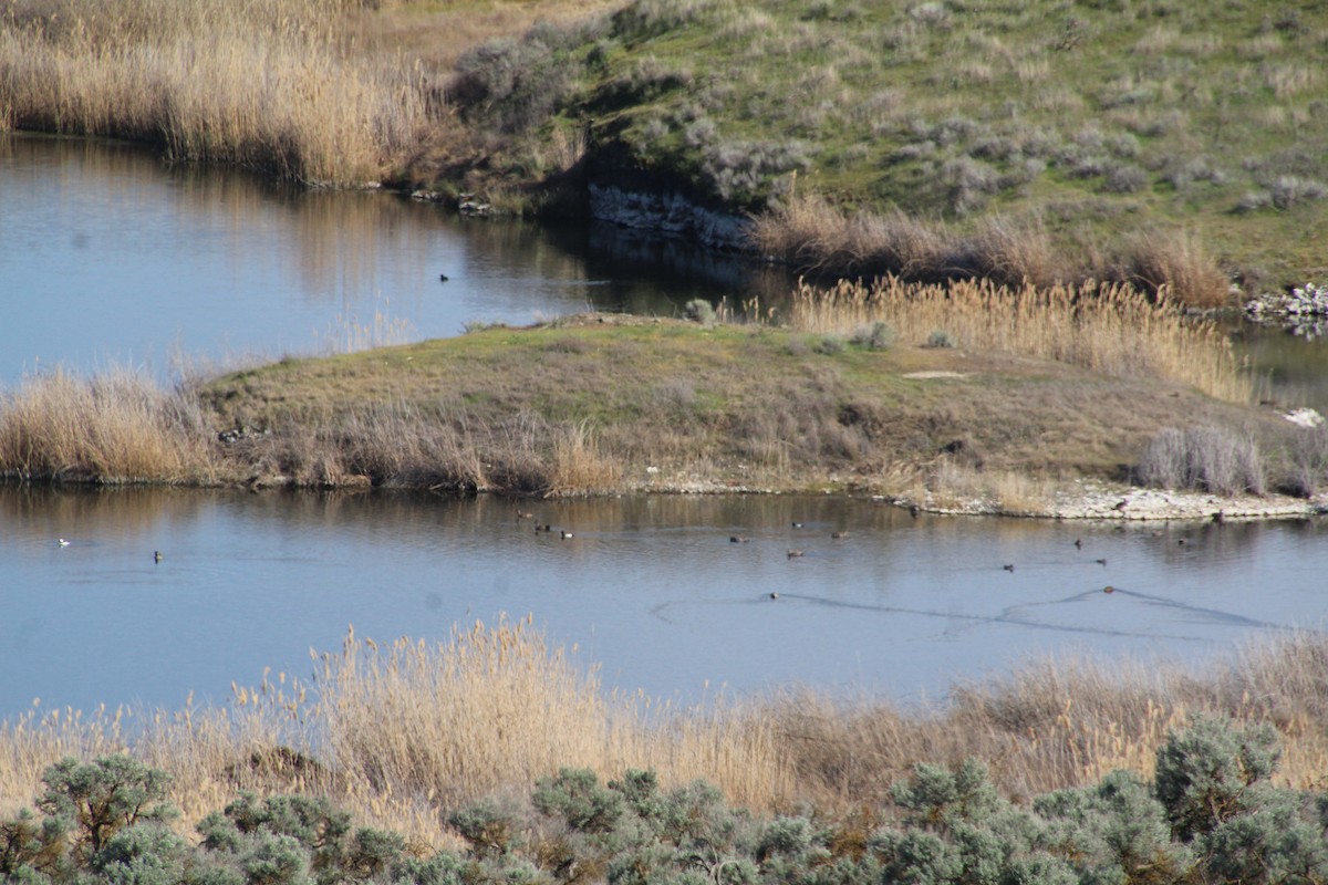 Lesser Scaup - ML622107298