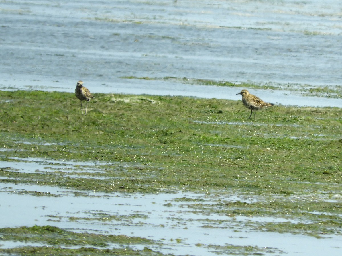 Pacific Golden-Plover - ML622107306