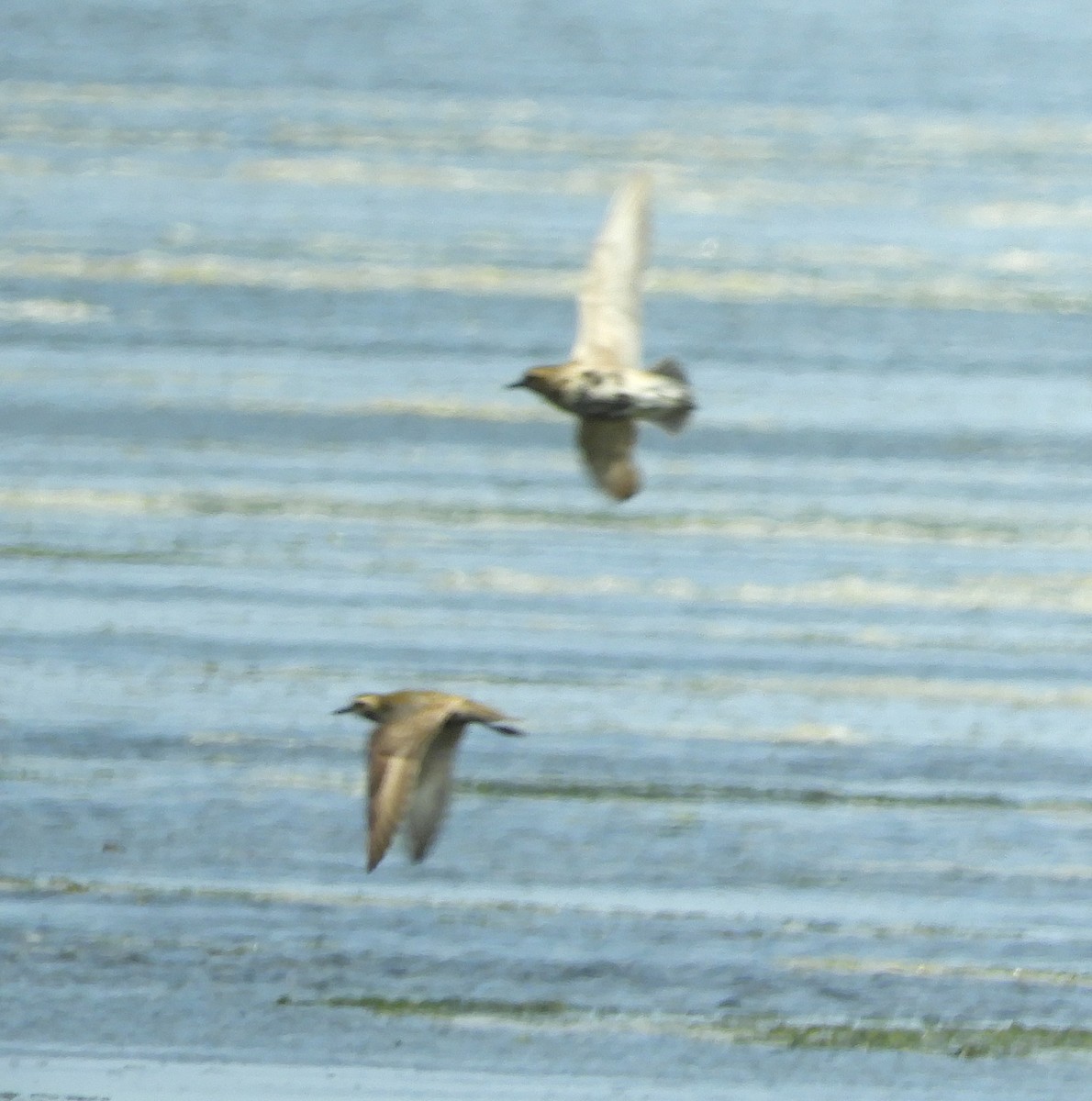 Pacific Golden-Plover - ML622107316