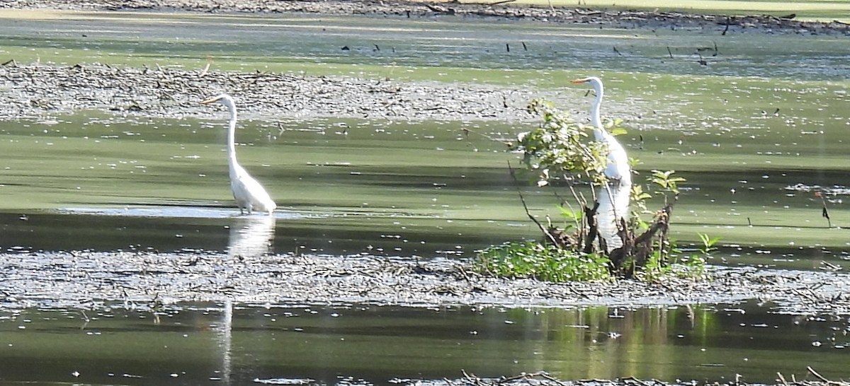 Great Egret - ML622107319