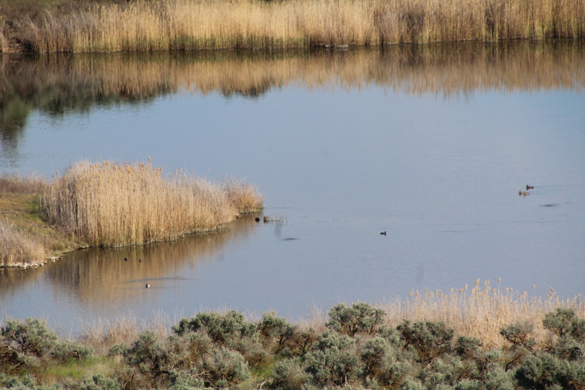 Lesser Scaup - ML622107322