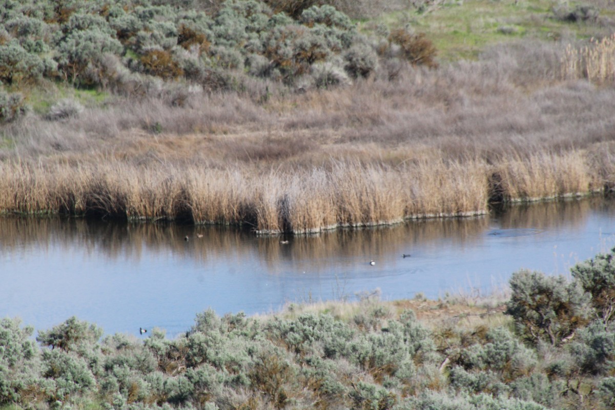 Lesser Scaup - ML622107323