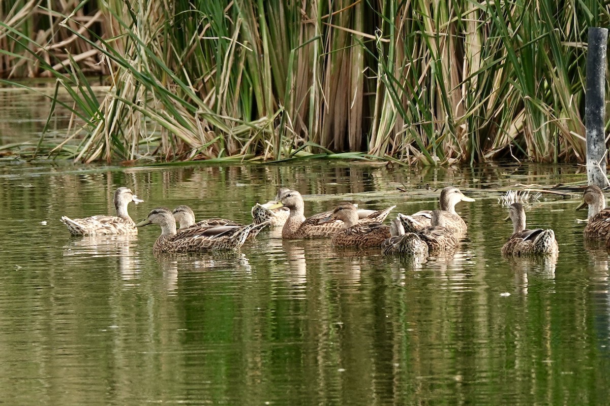 Mallard/Mexican Duck - ML622107330