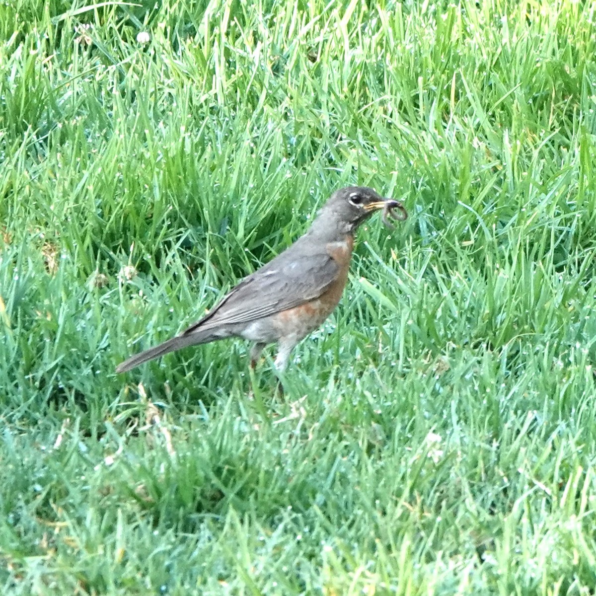 American Robin - ML622107331