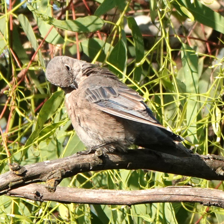 Western Bluebird - ML622107336