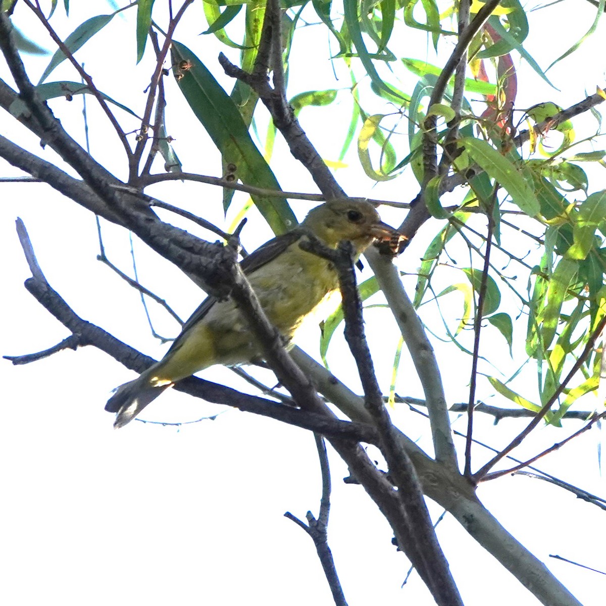 Western Tanager - ML622107350