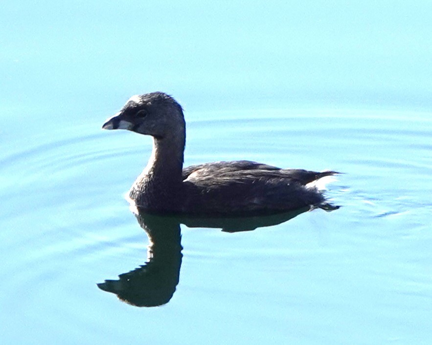 Pied-billed Grebe - ML622107353