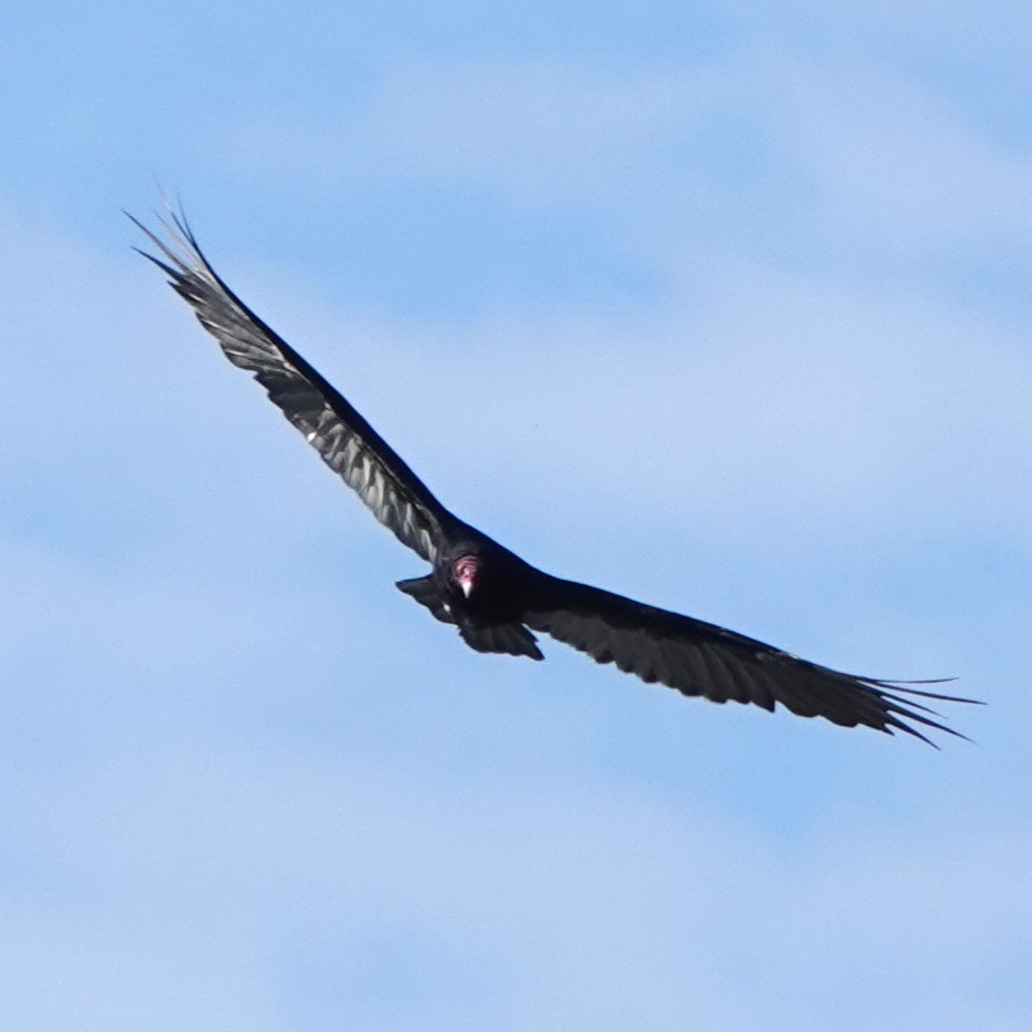 Turkey Vulture - ML622107356