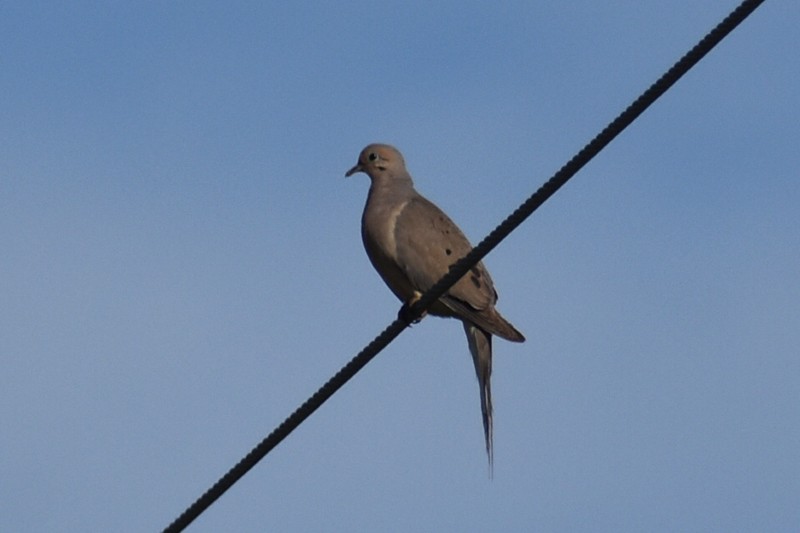 Mourning Dove - Adrian Romo Garcia