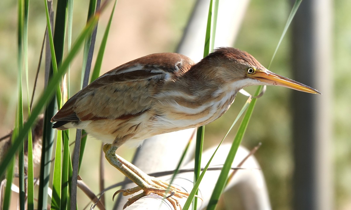 Least Bittern - ML622107397