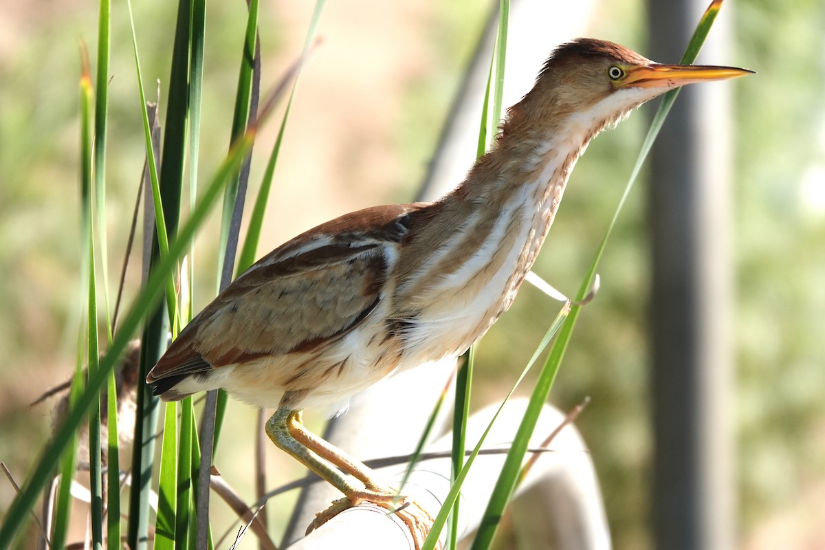 Least Bittern - ML622107409