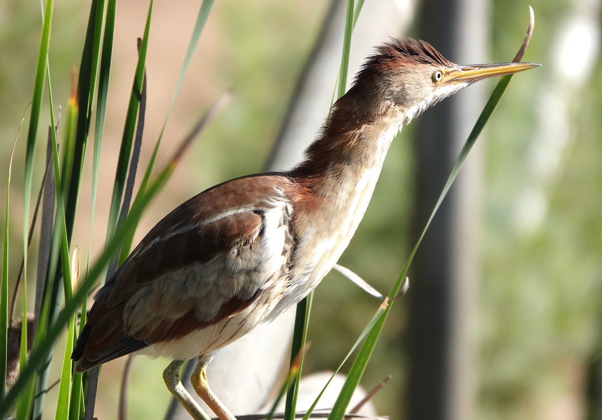 Least Bittern - Mary Jo Hayes