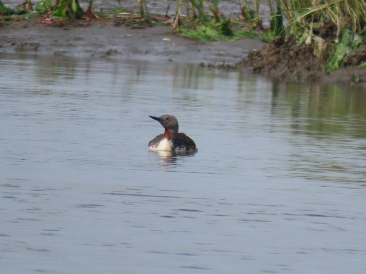 Red-throated Loon - Sean Williams