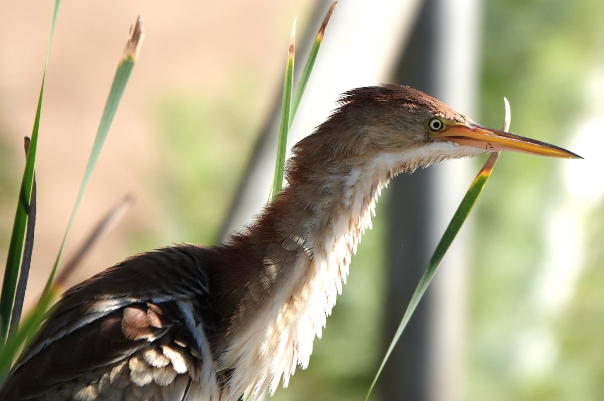 Least Bittern - ML622107490