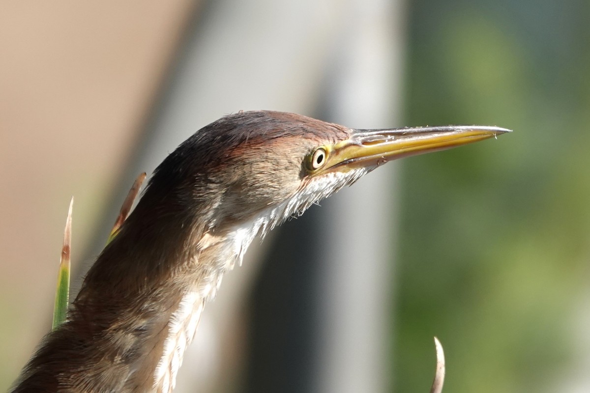 Least Bittern - ML622107494