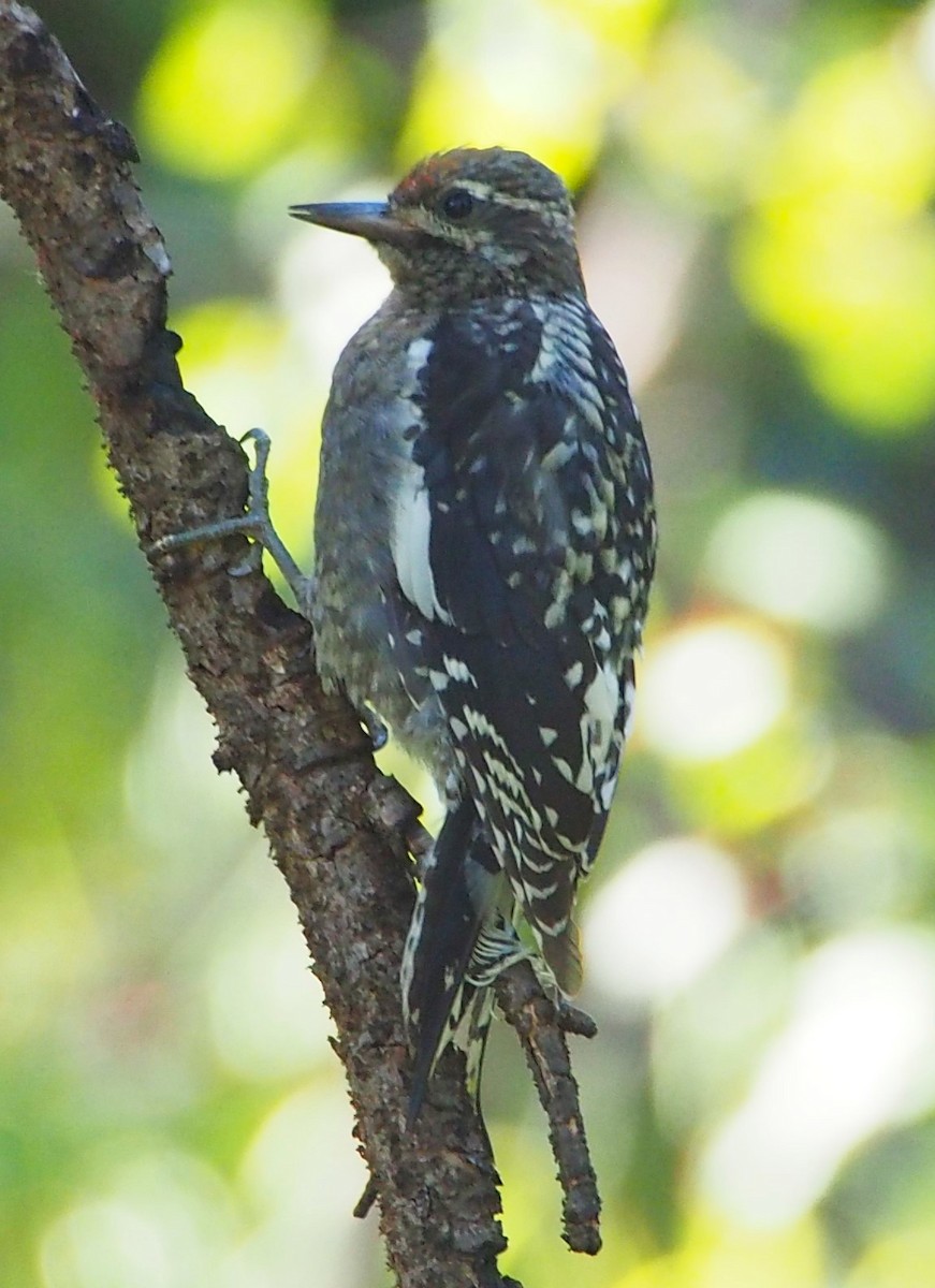 Red-naped Sapsucker - ML622107519