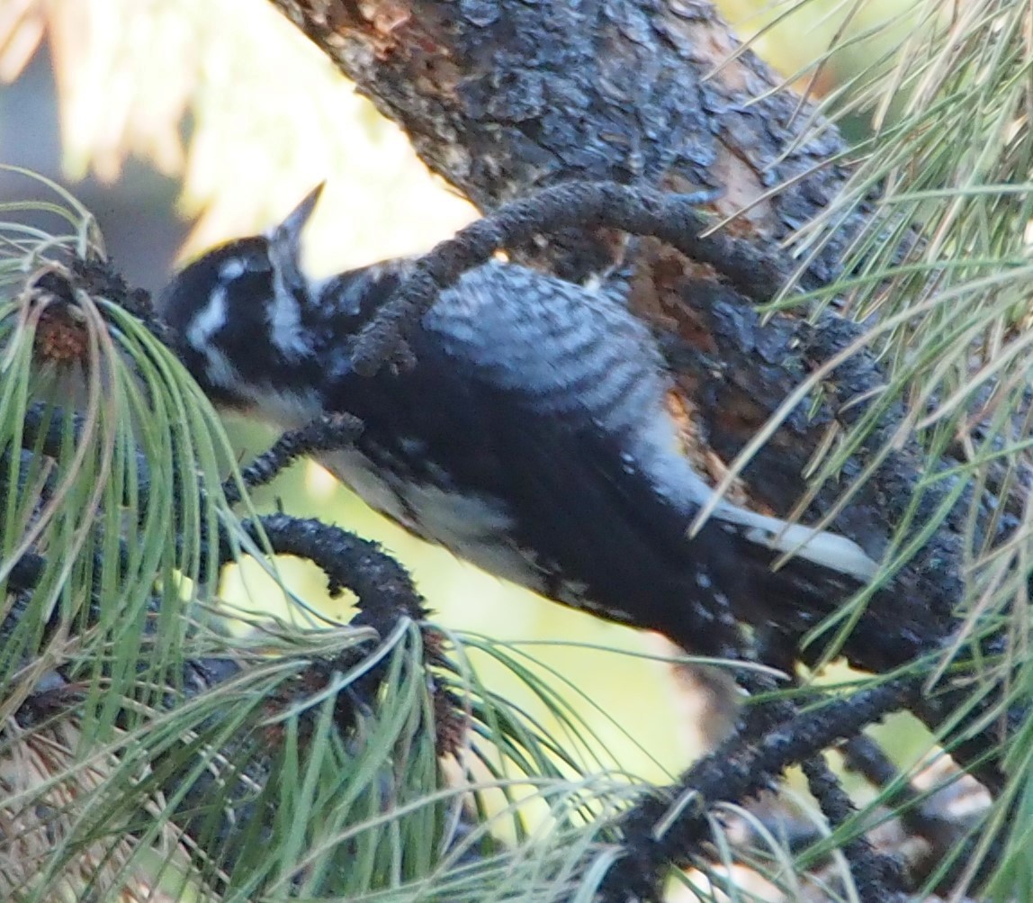 American Three-toed Woodpecker - ML622107530