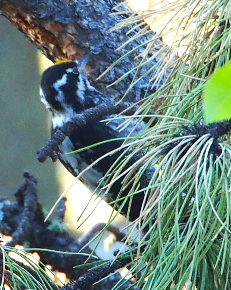 American Three-toed Woodpecker - John Forcey