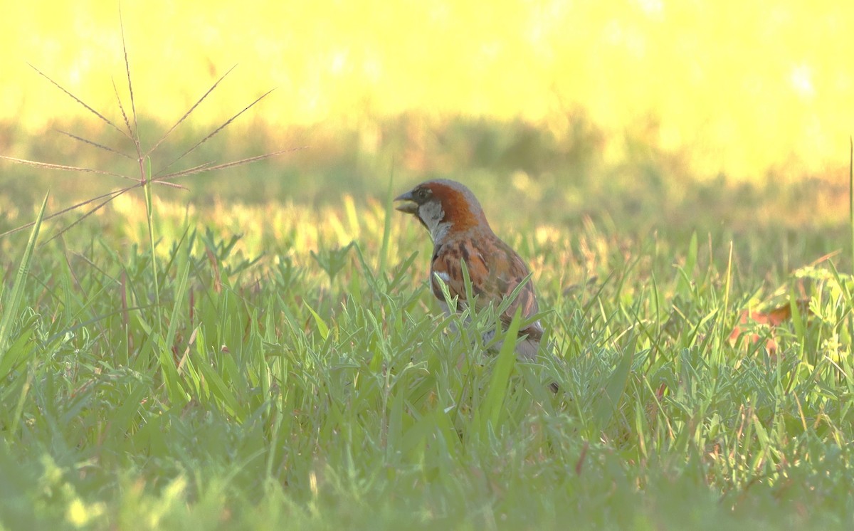 Moineau domestique - ML622107537