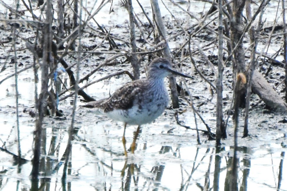 Lesser Yellowlegs - ML622107539