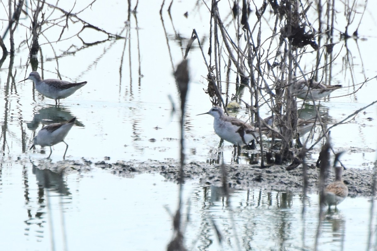 Wilson's Phalarope - Davis Provan