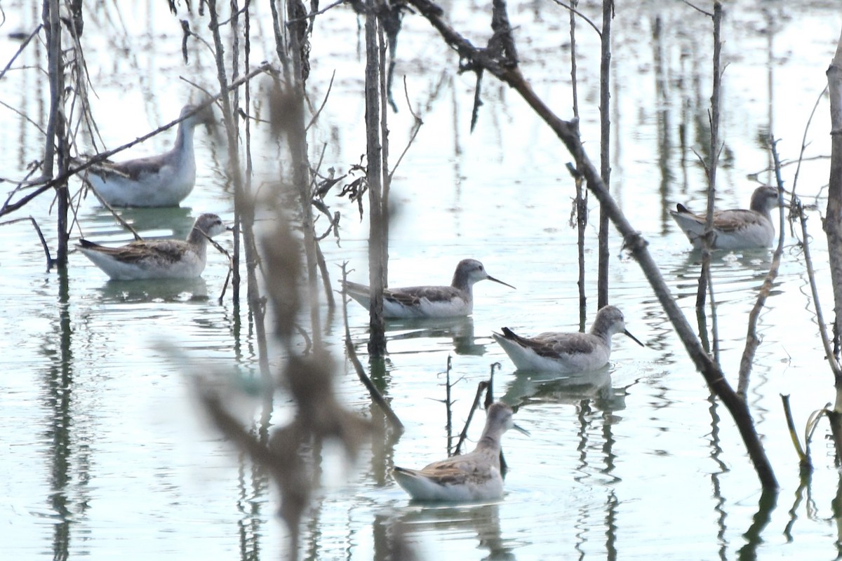 Wilson's Phalarope - ML622107542