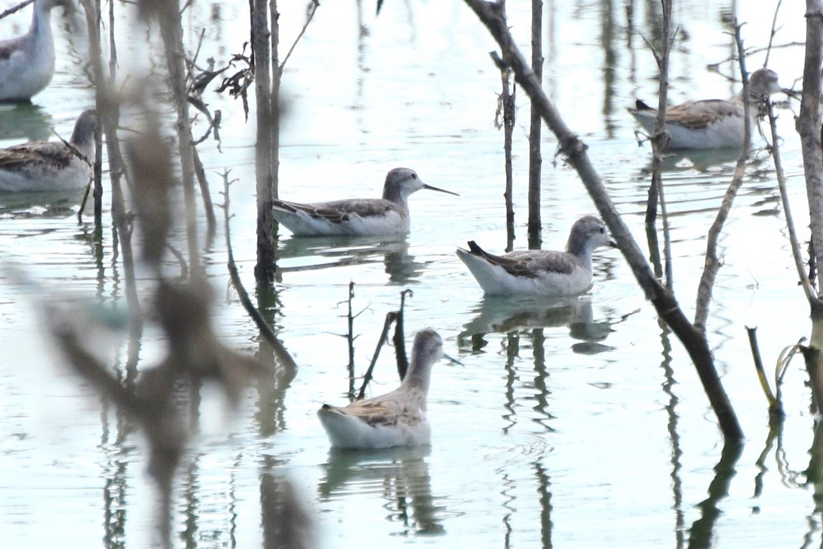 Wilson's Phalarope - Davis Provan