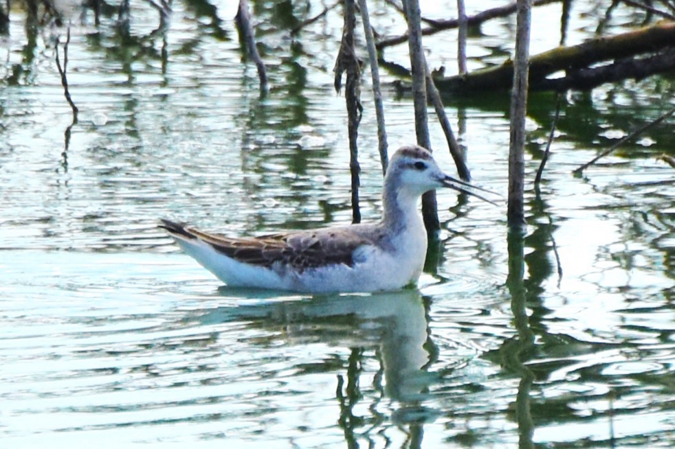 Wilson's Phalarope - ML622107544