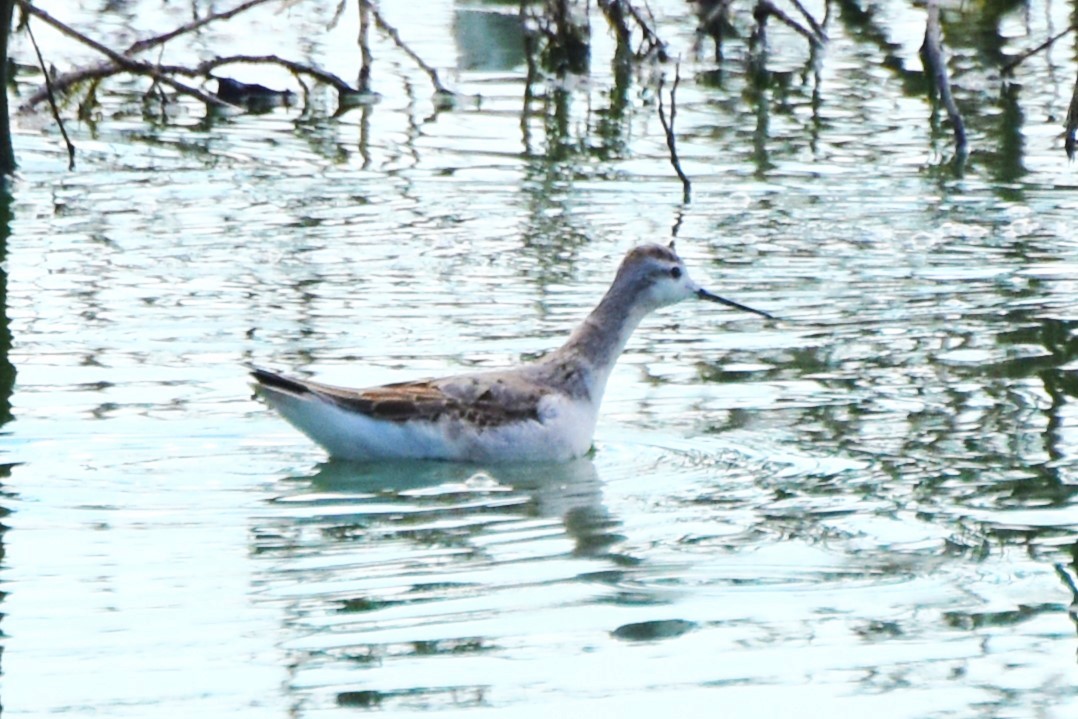 Wilson's Phalarope - ML622107545