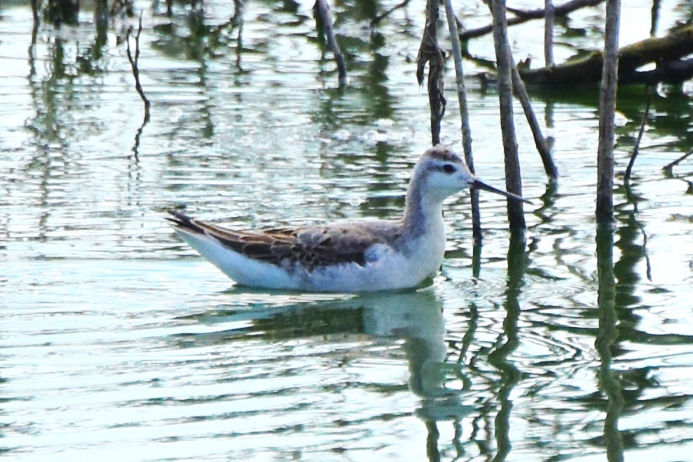 Wilson's Phalarope - ML622107546