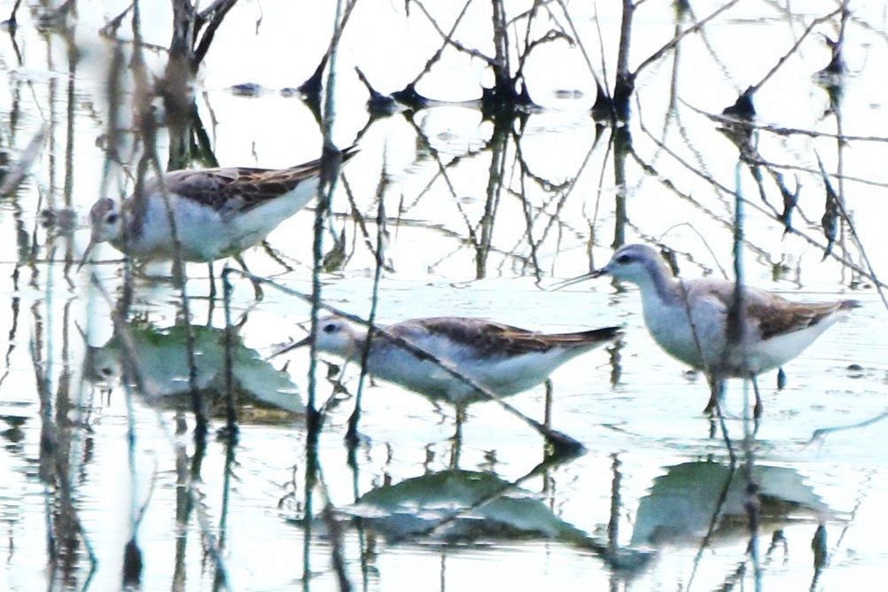 Wilson's Phalarope - ML622107547