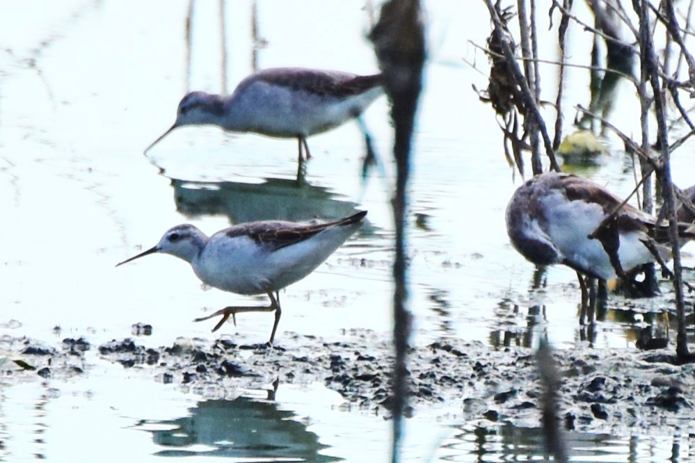 Wilson's Phalarope - ML622107548