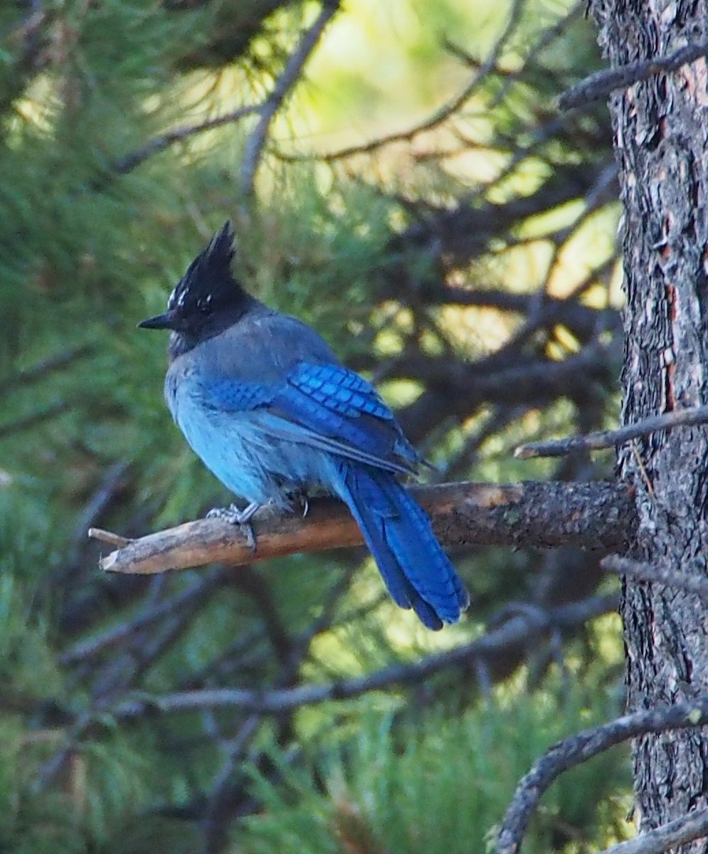 Steller's Jay - ML622107550