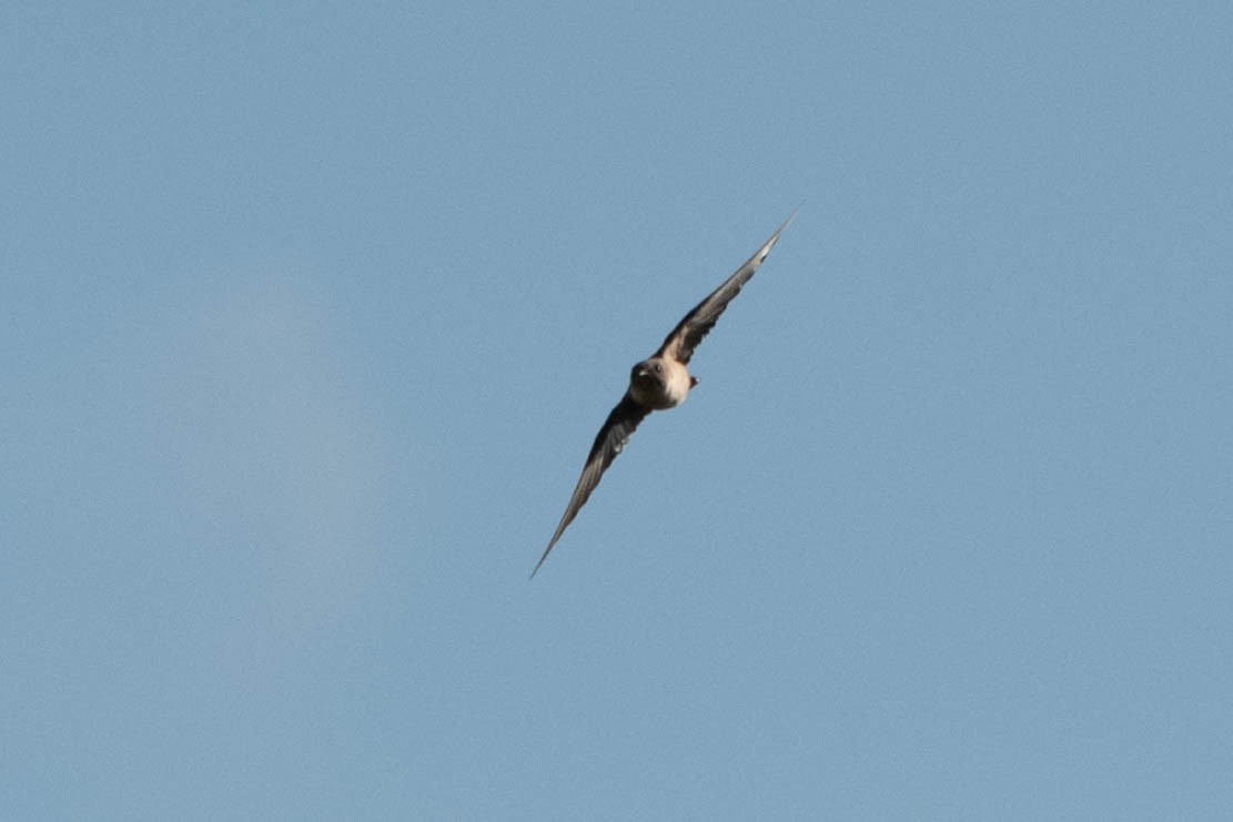 Eurasian Crag-Martin - ML622107551