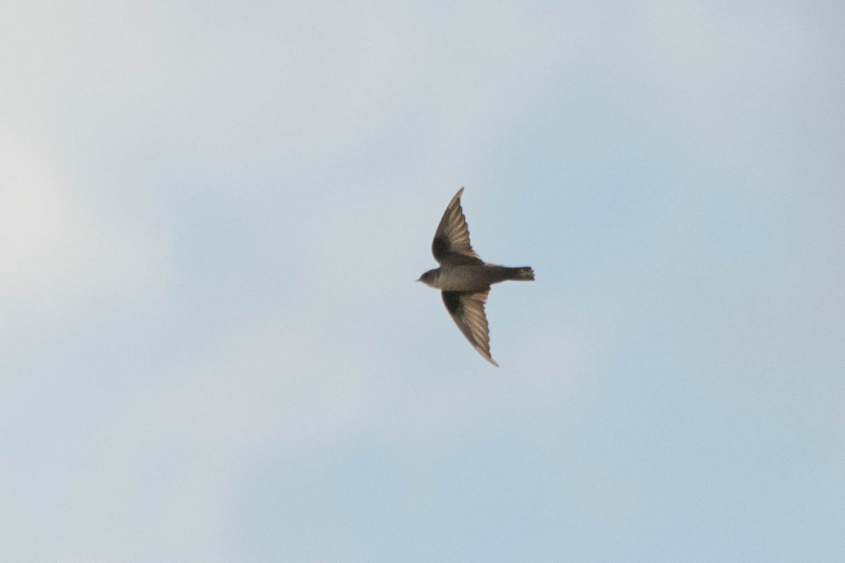 Eurasian Crag-Martin - ML622107552