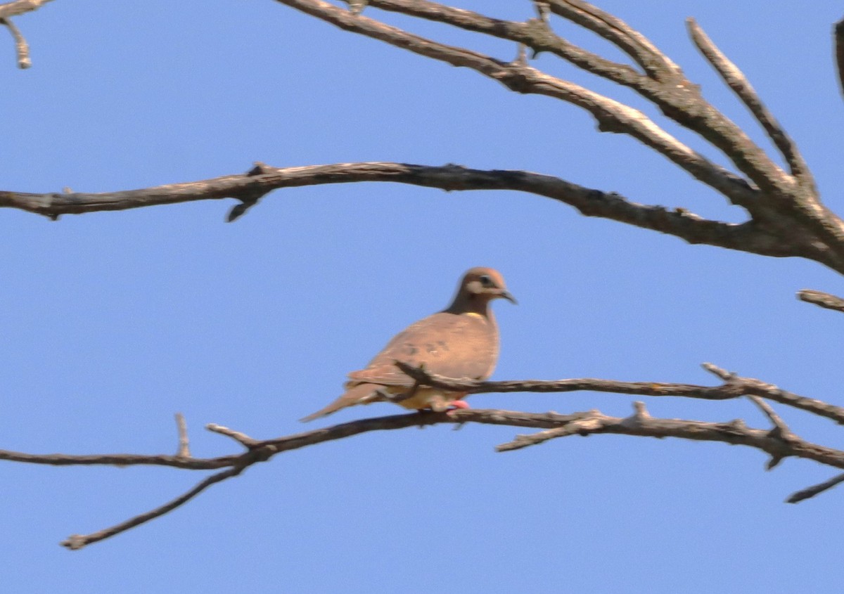 Mourning Dove - ML622107558