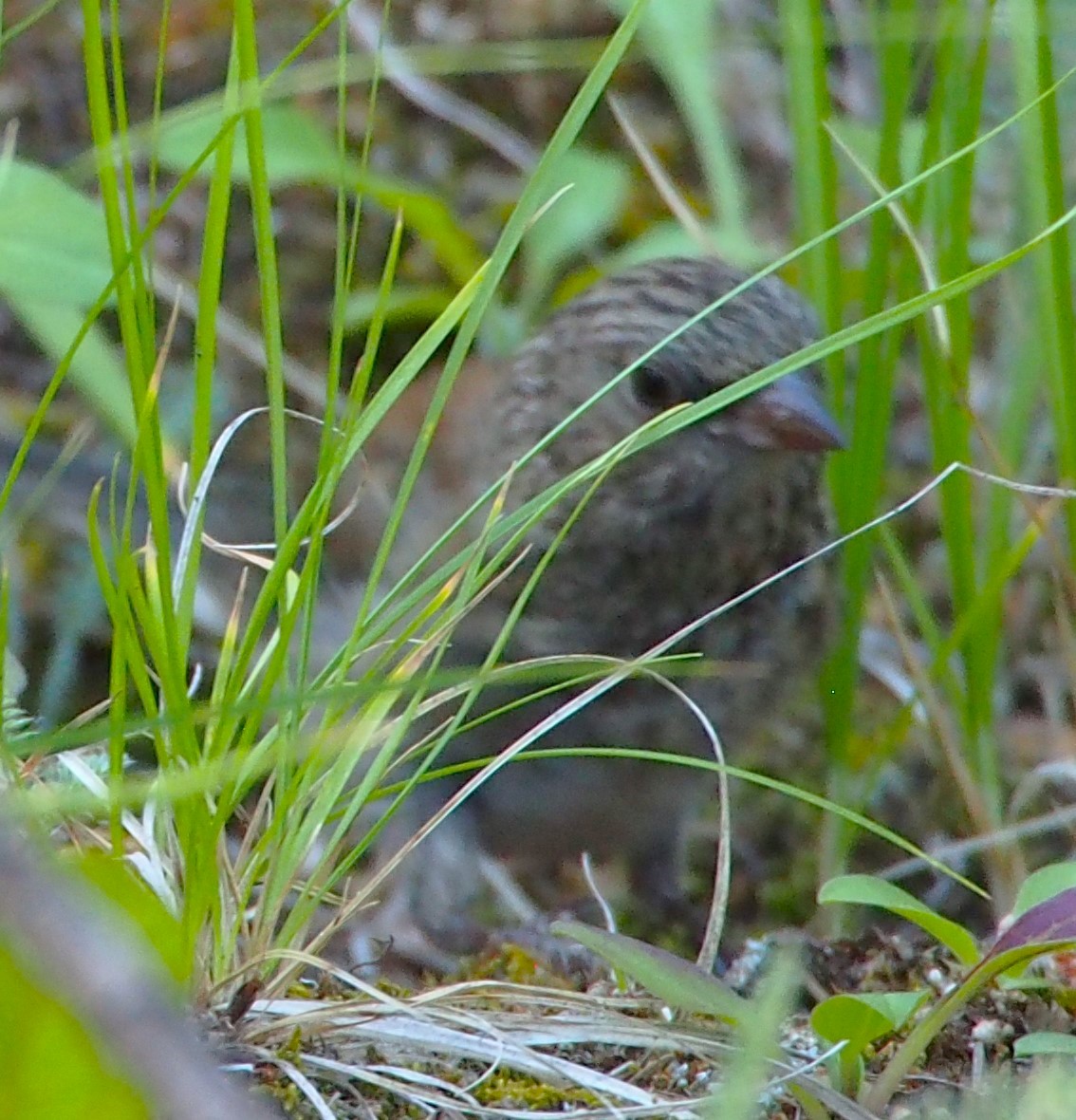 Dark-eyed Junco - ML622107568