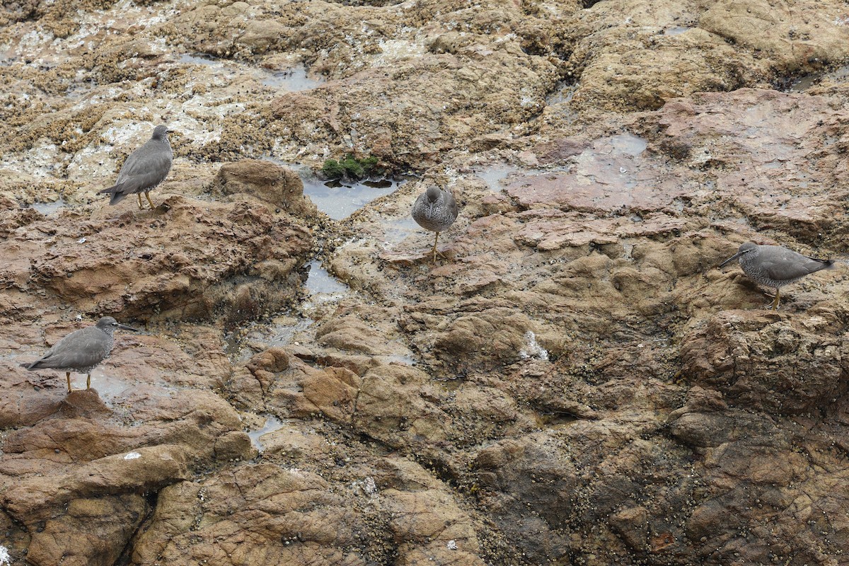 Wandering Tattler - ML622107570