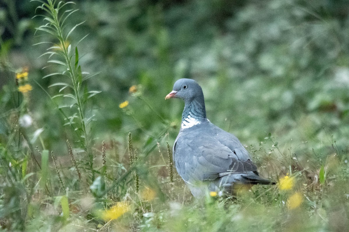 Common Wood-Pigeon - ML622107578