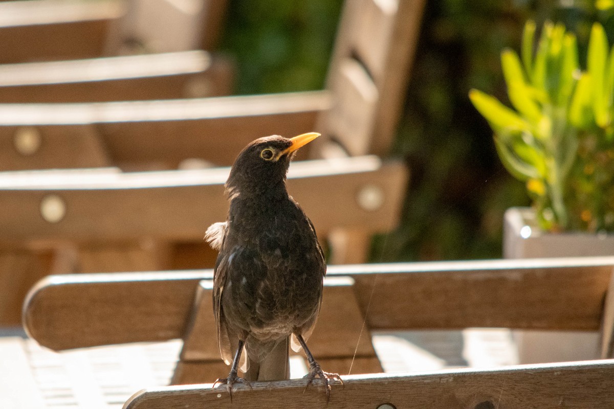 Eurasian Blackbird - ML622107587