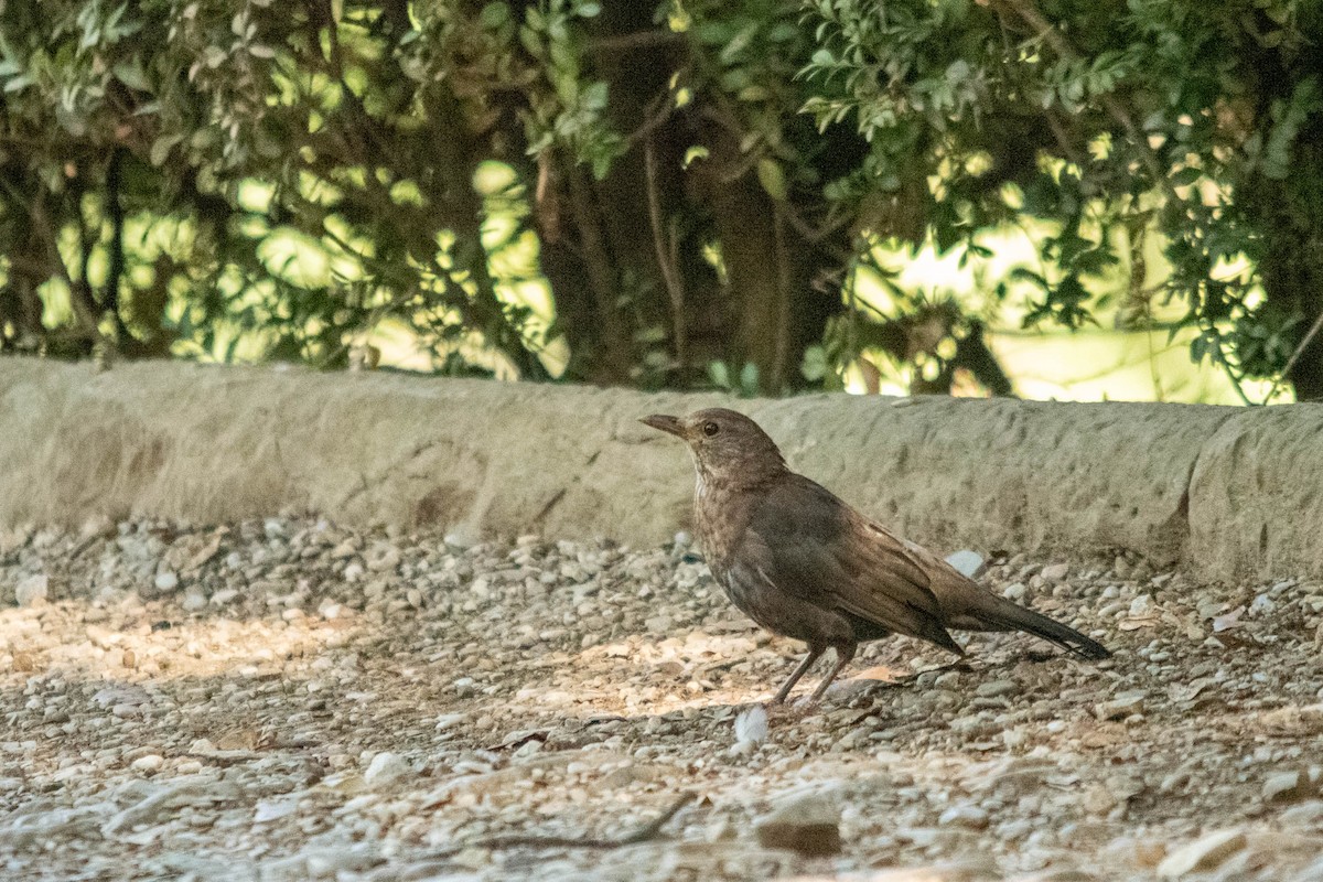 Eurasian Blackbird - ML622107588