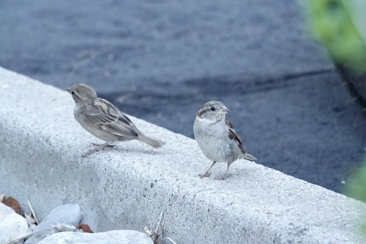 House Sparrow - ML622107602