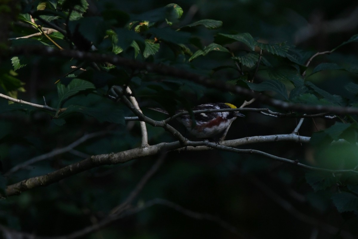 Chestnut-sided Warbler - joe demko